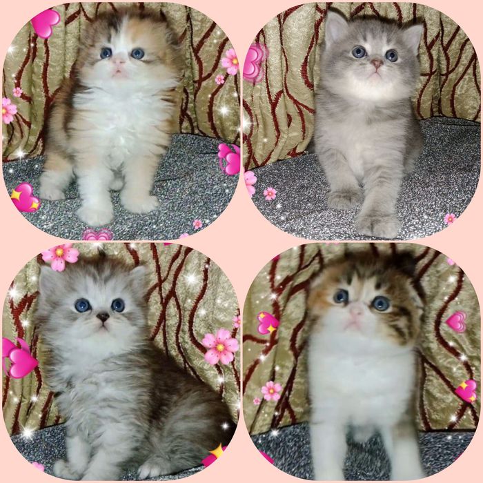 Вязка. Временная скидка. Роскошный редкого  окраса  SFS 71 a 33 кот