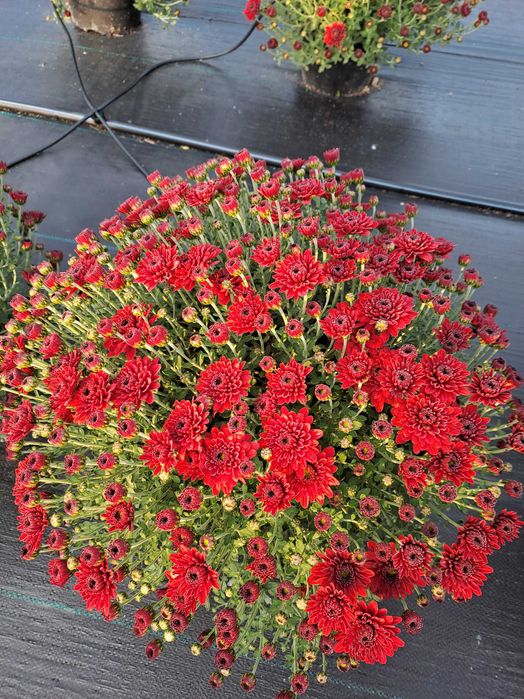 Кълбовидна хризантема-13лв