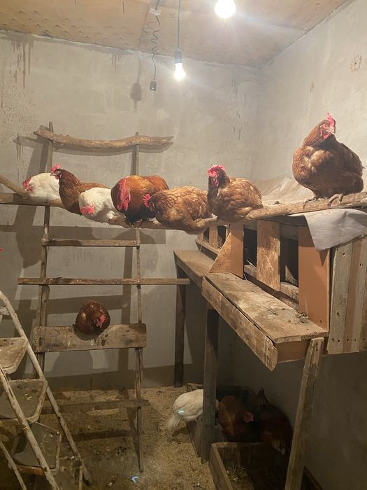 Продам кур несушек