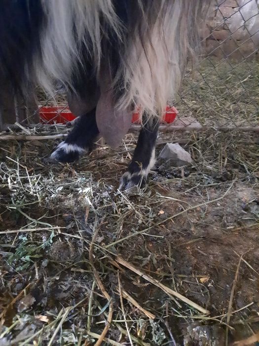 De vânzare capră bună de lapte