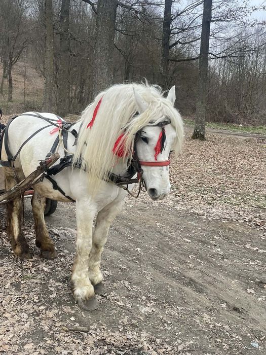 Vând cal armăsar bună de muncă  ac cept  or ce proba