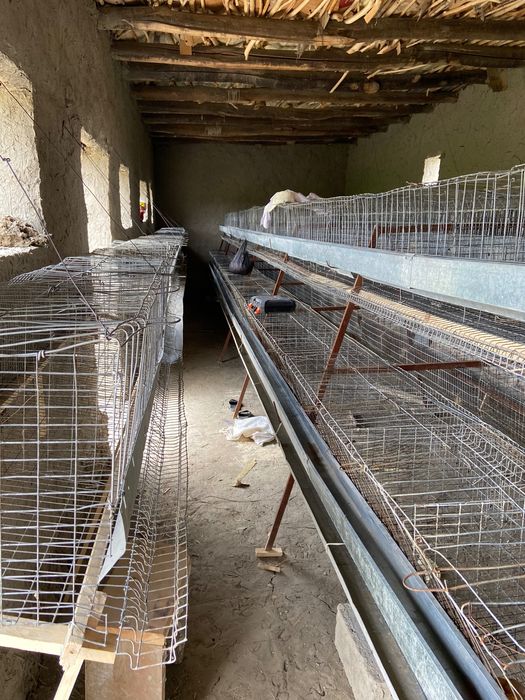 Tovuq katak tayyor lyuks