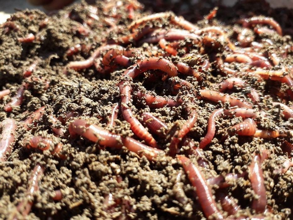 Калифорния Қизил Чувалчанглари