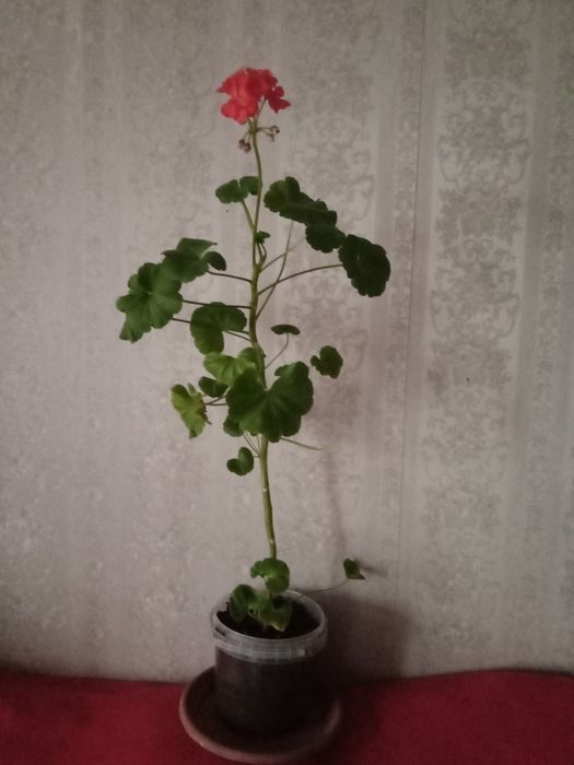 Герань за 1000т .