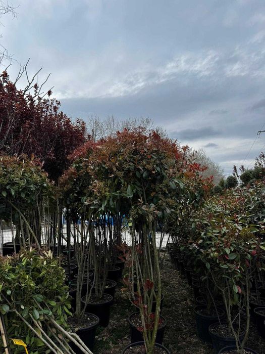 Photinia Red Robin premium | Gard viu roșu și plantare