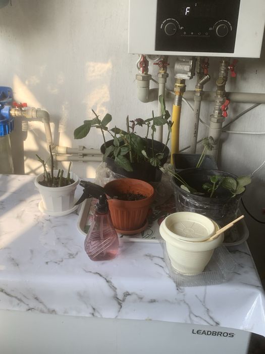 Цветы горшки много