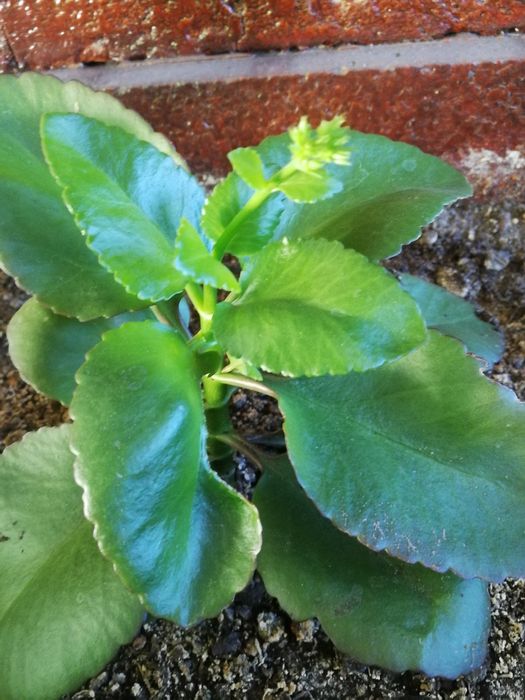 Цвете Каланхое - стайно растение