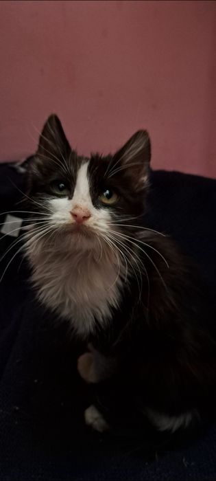 Pisică pentru adopție