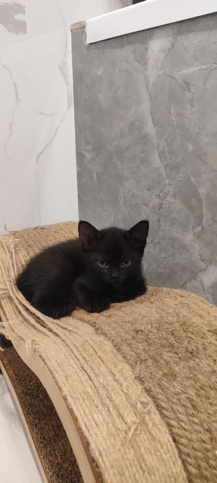 Отдаём котят в добрые руки