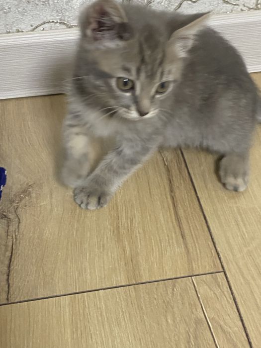 Котенек в добрые руки