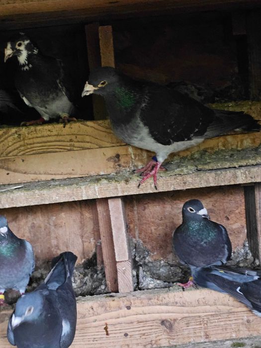 Porumbei voiajori de vânzare