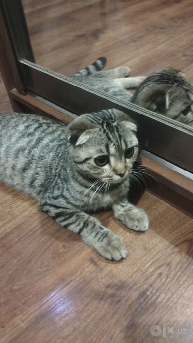 Продам котика. Очень ласковый.