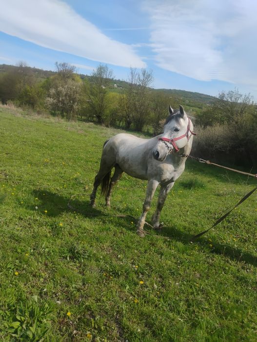 Armăsar de vânzare!