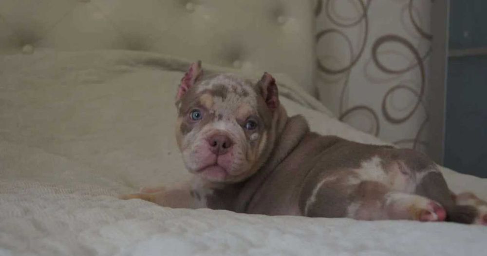 Американский Bully