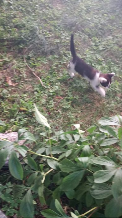 Pisoiasi spre adoptie