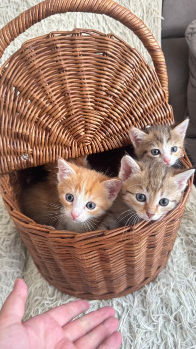 Котята и кошечки
