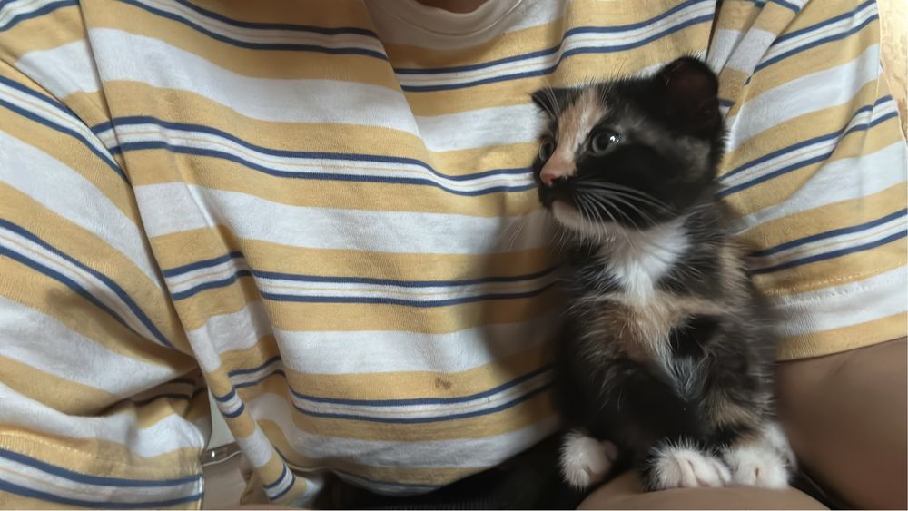 Вислоухие котяты