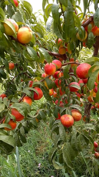 SHOFTOLI eng yangi VINNUS nomli shoftoli kuchatlarimiz bor soni kam