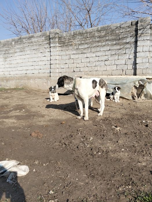 Күшік сатылады шешесіне сатылады