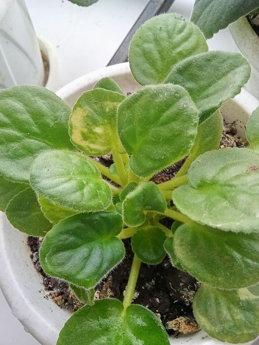 Продам цветы не дорого