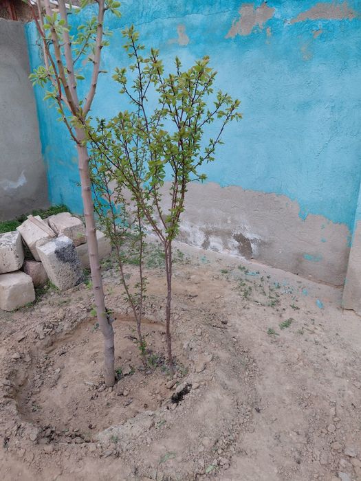 Ерік,алмұрт шие ағаштары бар