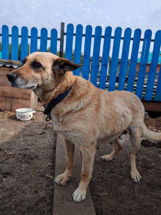 Добрая собака в хорошие руки
