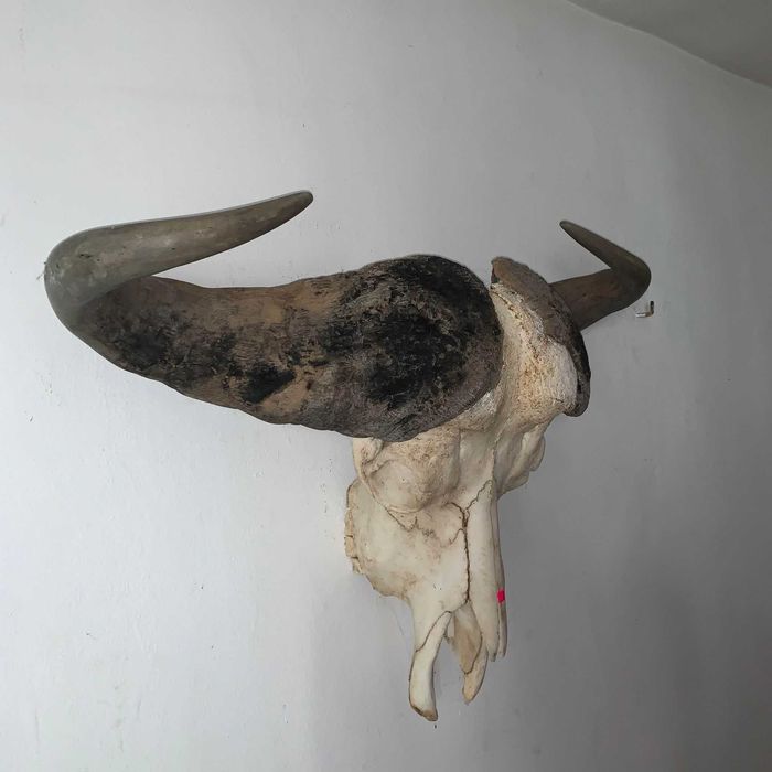 Trofeu cap de bivol african de apa