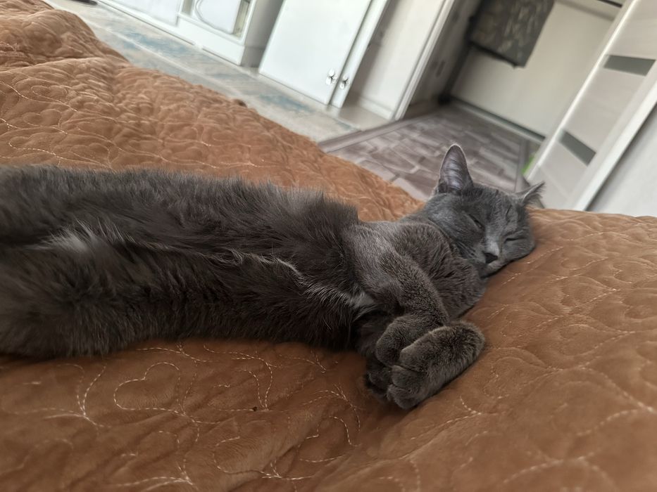 Отдам кошку в хорошие руки