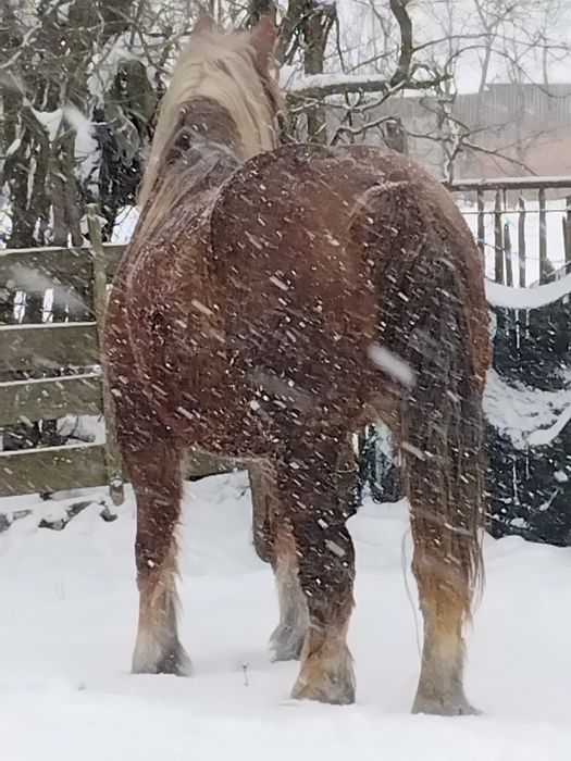 Vând iapă de 5 ani