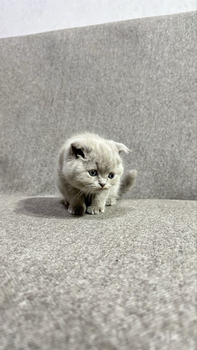 Продаються котята британские длинашорстные