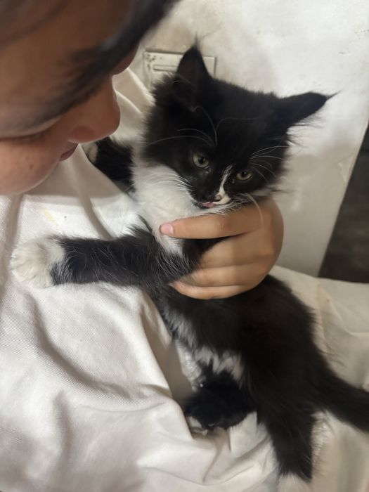 продам маленькую кошку