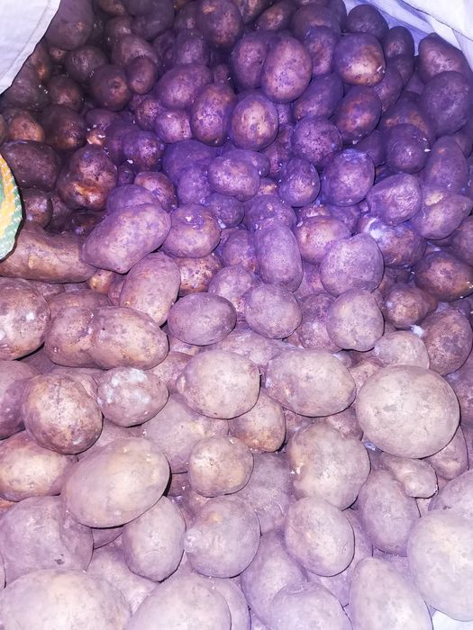 Vând 2,tone cartofi
