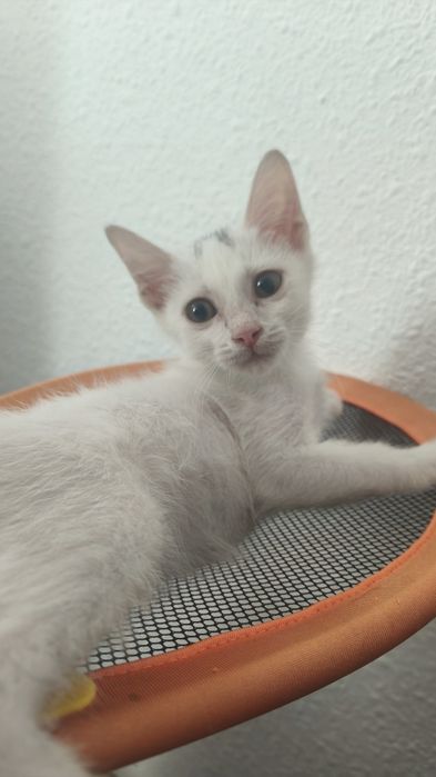 Котёнок в добрые руки (мальчик)