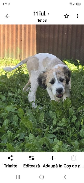 Schimb cu 2 berbeci metis saint bernard