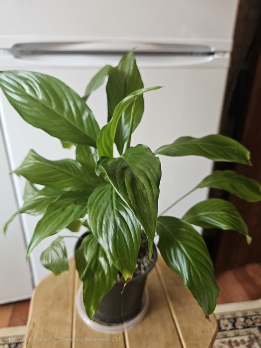 Комнатные цветы.