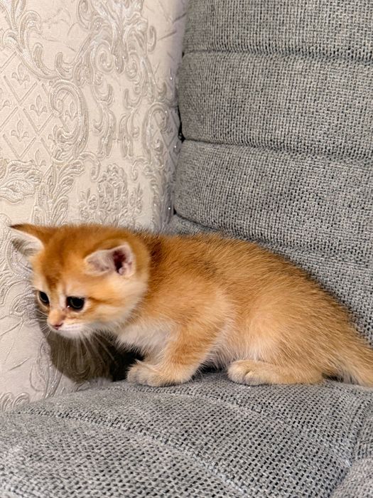 Котята британские золотые шиншиллы, родители родословные