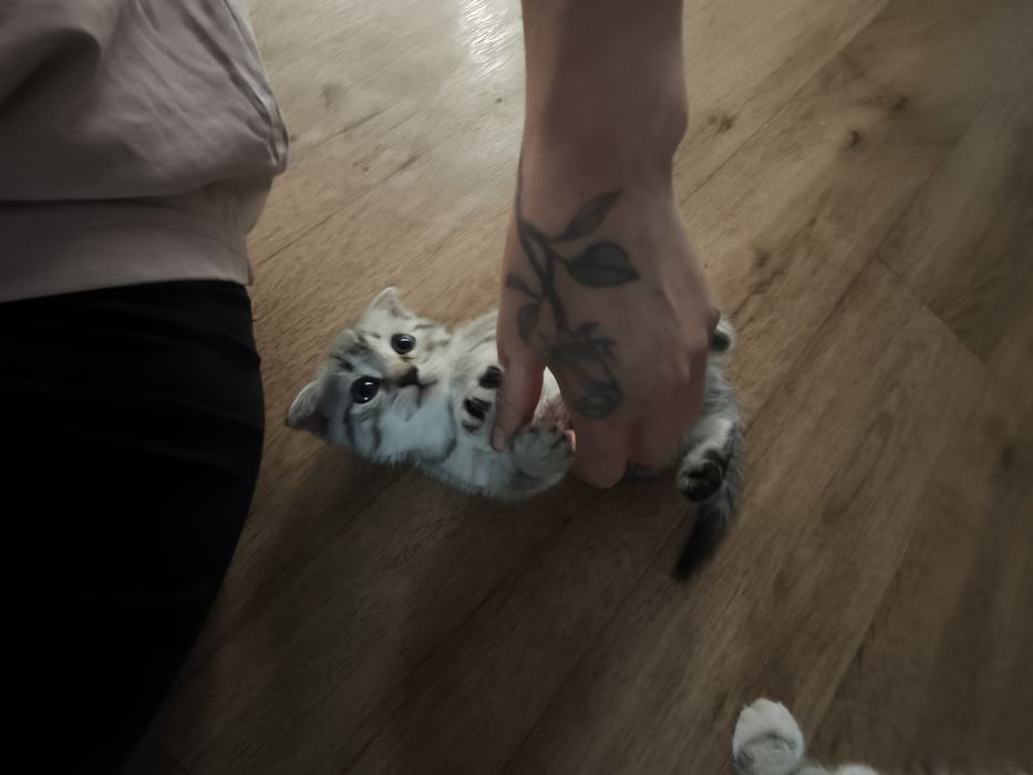 Котята вислоухие британцы