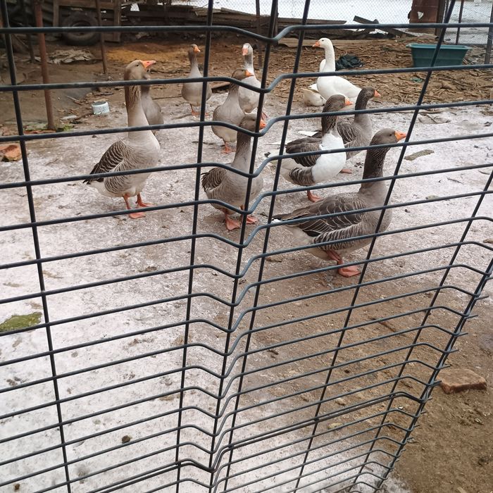 Oua de Rata și Gasca