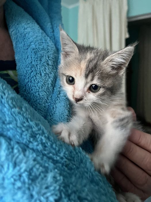 Отдам кошечку очень красивая ручная