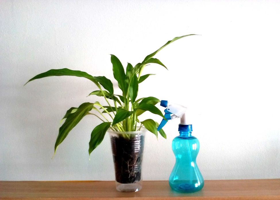 Спатифилум / Лилия на мира + пулверизатор за листа