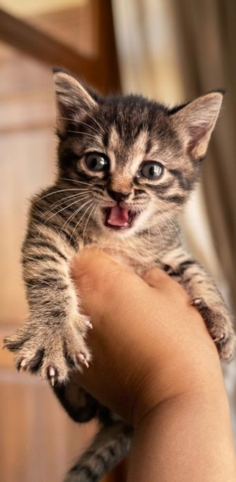 Котята в добрые ручки