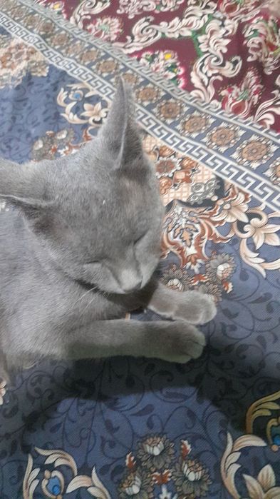 Zombie onlayn porno film klitoris