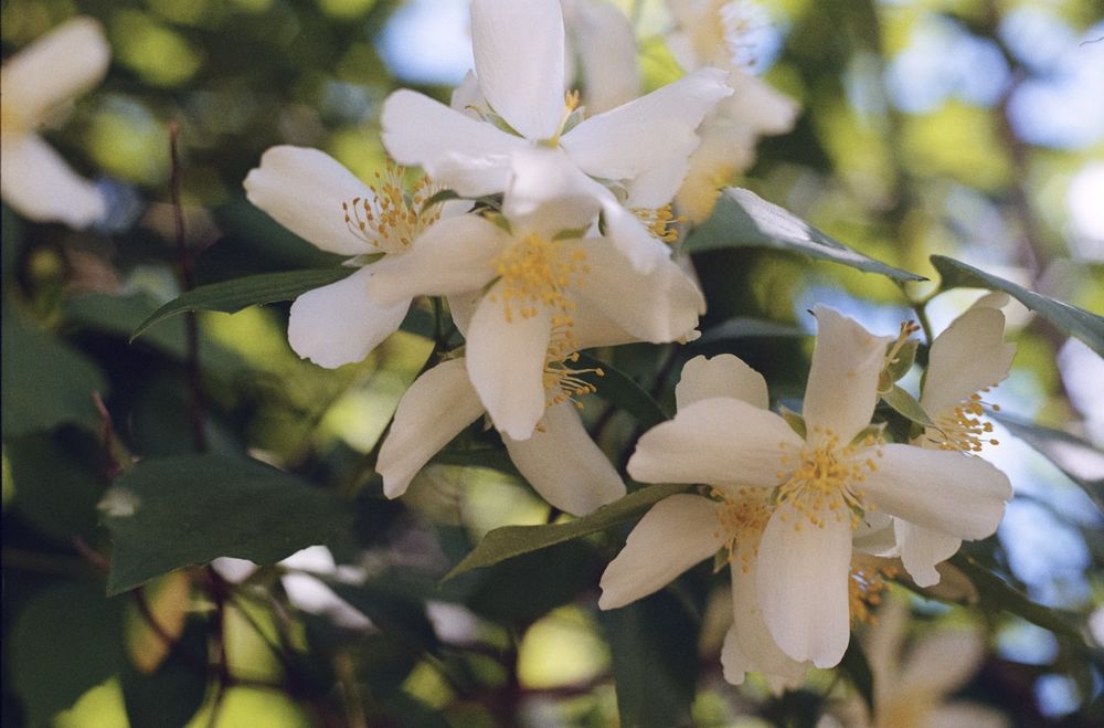 Фотоапарат CHINON CS. По договаряне.