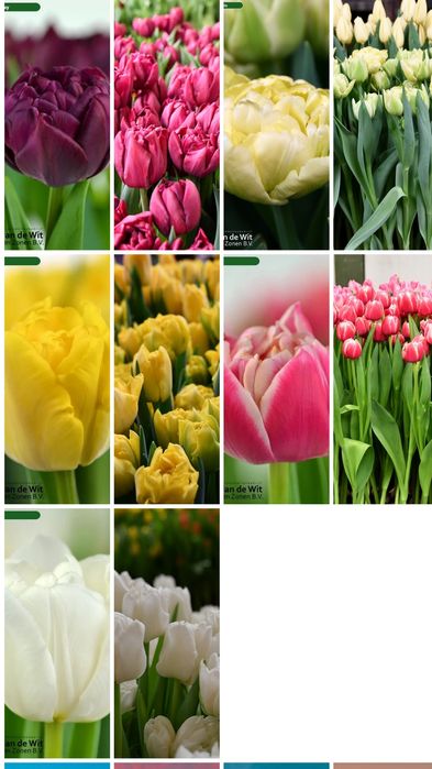 Тюльпаны оптом на 8 марта