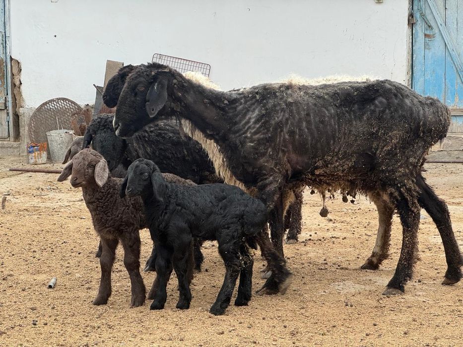 Қозылы кой сатылады.