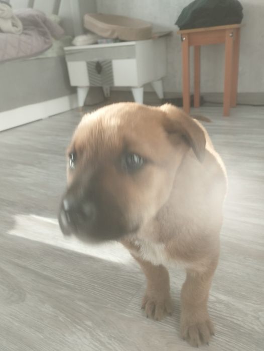 Ищем дом щеночку