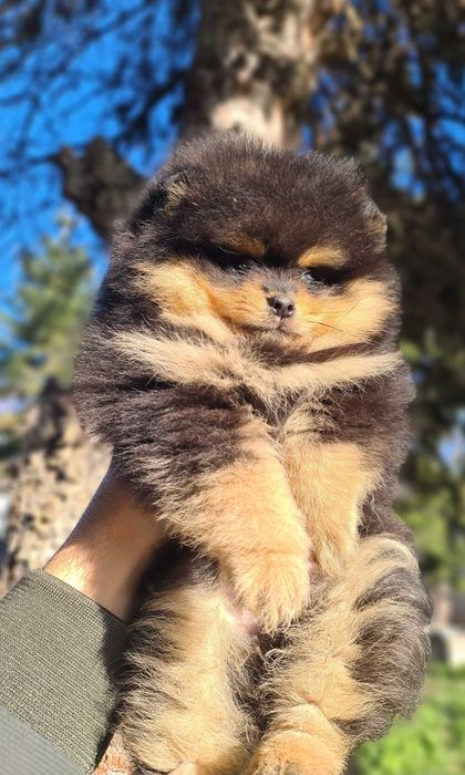 Померан померан.