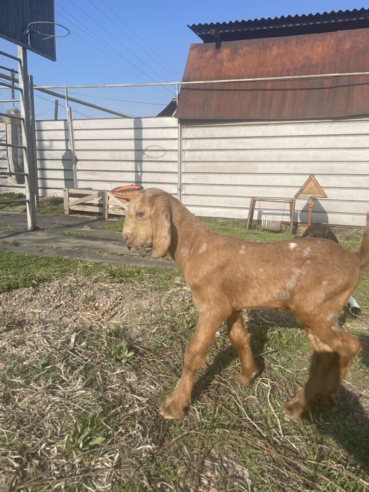 Козочки 50% камори ост нуб %