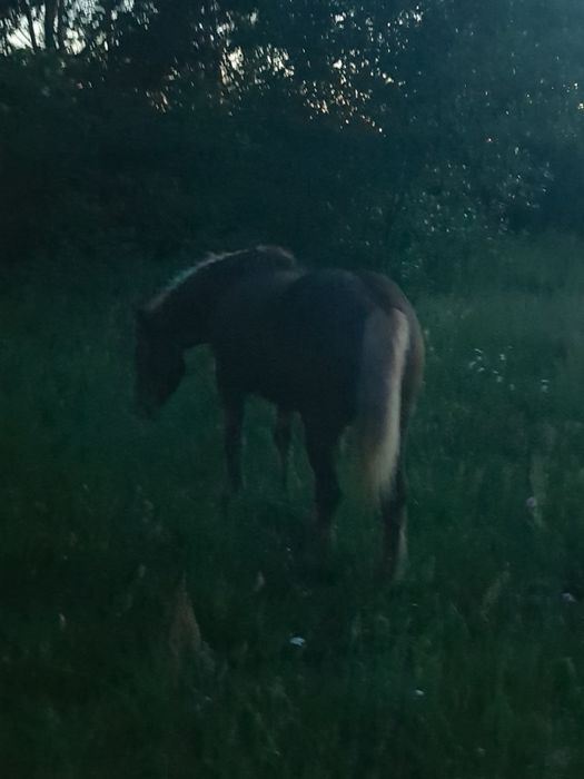Vănd cal de de 4 ani bun  din ori ce punt de vedere