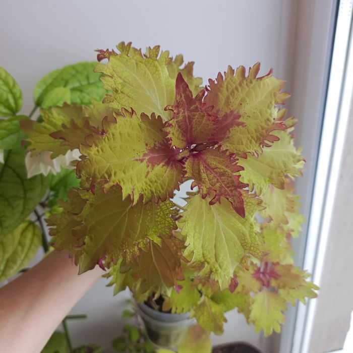 Комнатные растения